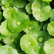 CENTELLA