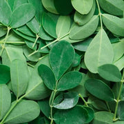 MORINGA EXTRACT